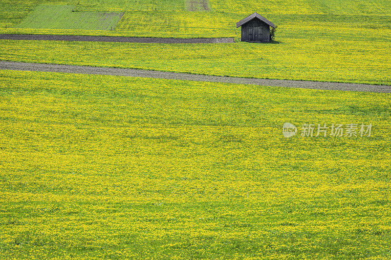 黄色的蒲公英花田，Toblach, Dolomites，欧洲阿尔卑斯山，意大利